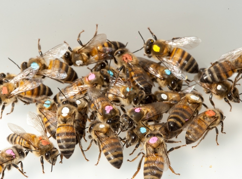 Close-up view of several honeybees with different colored dots on their backs.