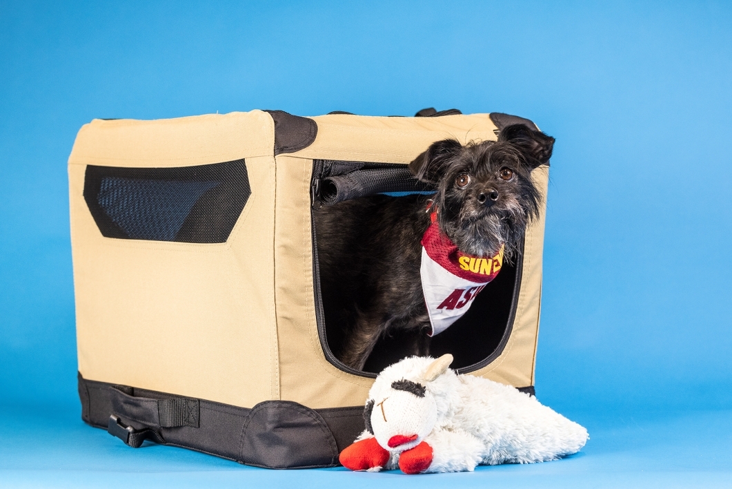 portrait of small black dog in carrier with stuffed toy against blue background