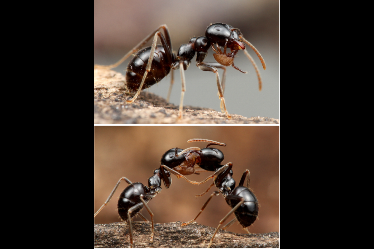 The myrmecophilous mite Antennophorus sp. stimulating the mouthparts of the host ant Lasius morisitai.