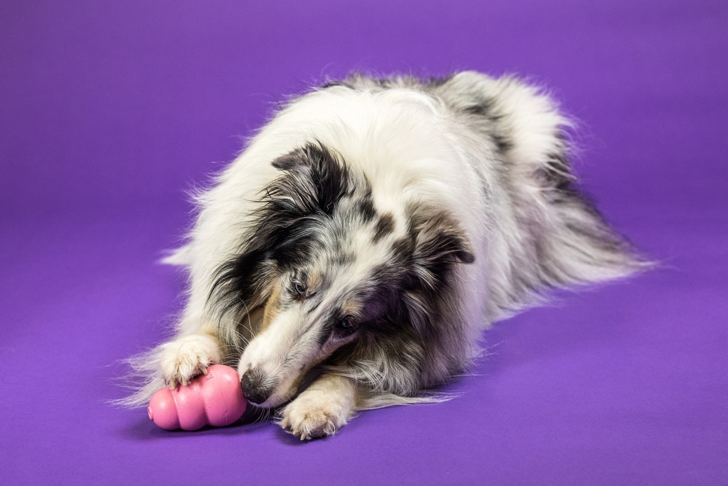 portrait collie dog chewing on a toy against purple background