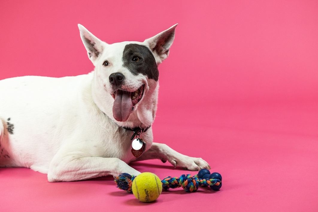 portrait of black and white dog with toys against red background