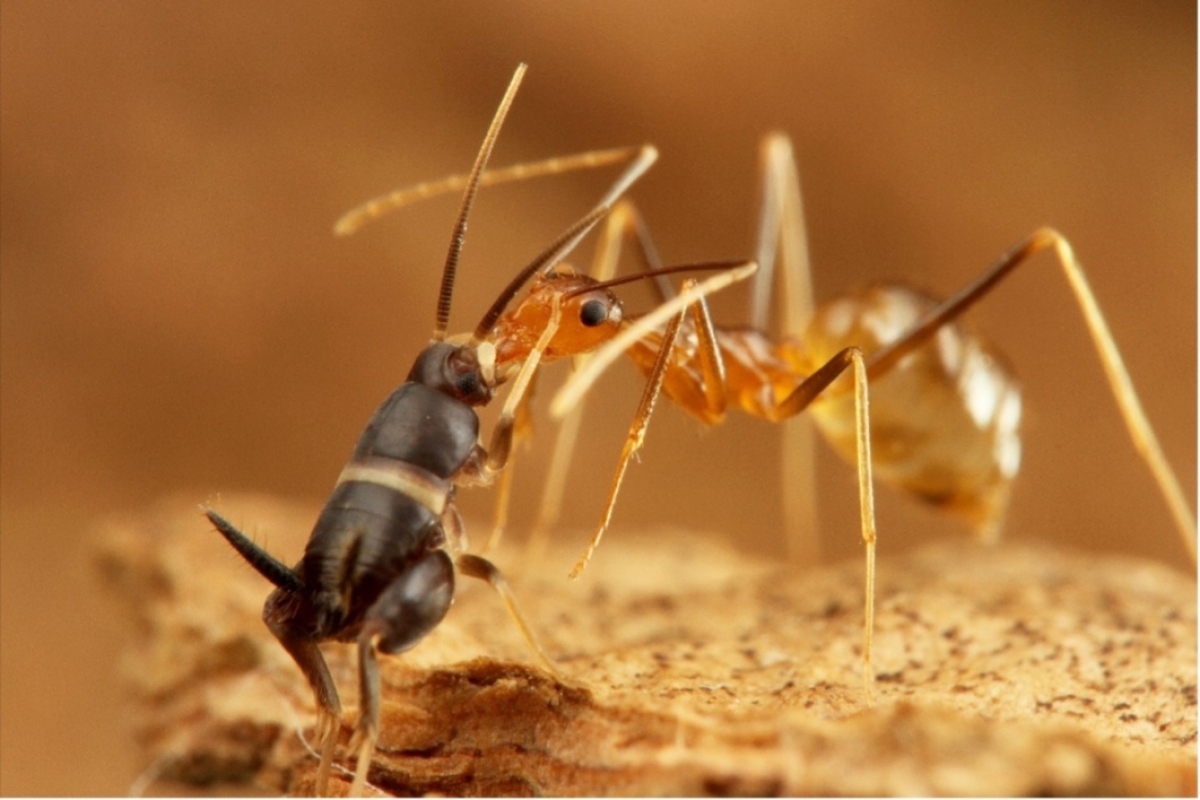 Myrmecophilus albicinctus uses her legs and palps to drum on the mouthparts of an Anoplolepis gracilipes host worker.