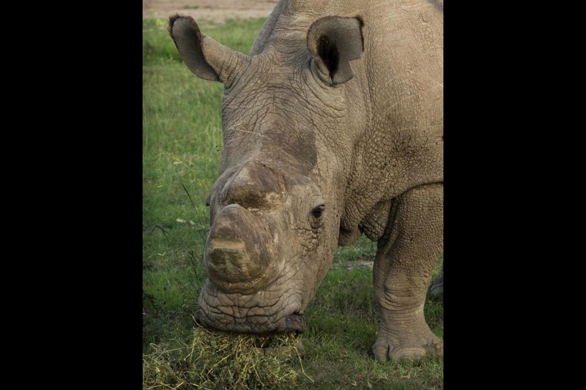 Sudan, the last male white rhino, is now deceased. 