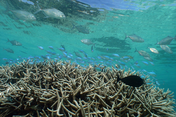 staghorn coral thicket in the Caribbean coral reef