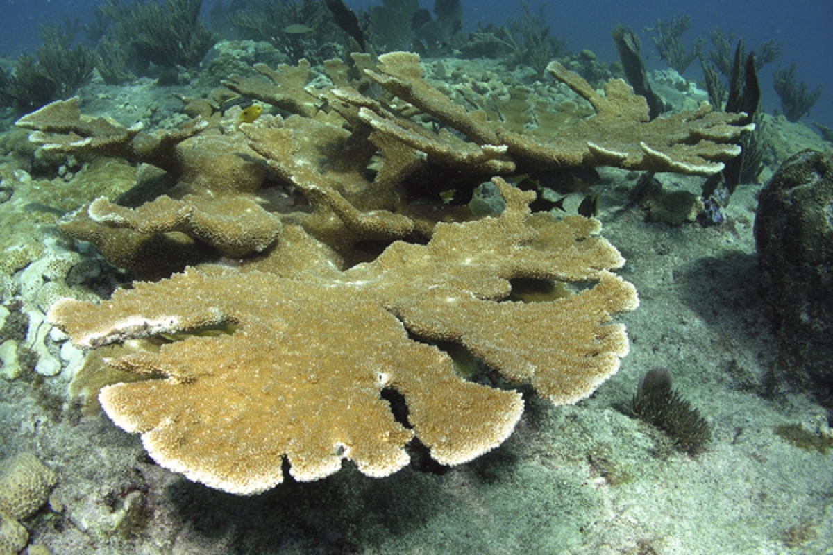 Elkhorn coral in the Carribean coral reef