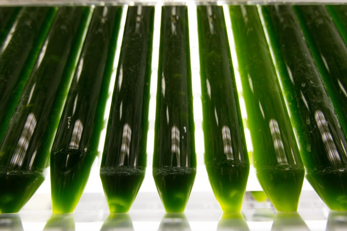 algae tubes