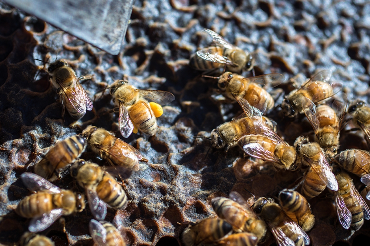 Bee with full pollen sacks