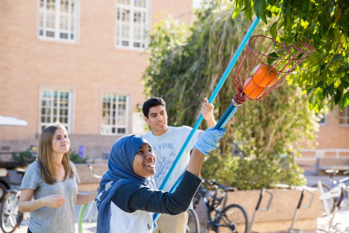 Students pick sour oranges on campus