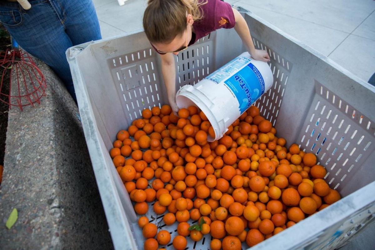 asu campus harvest orange harvest