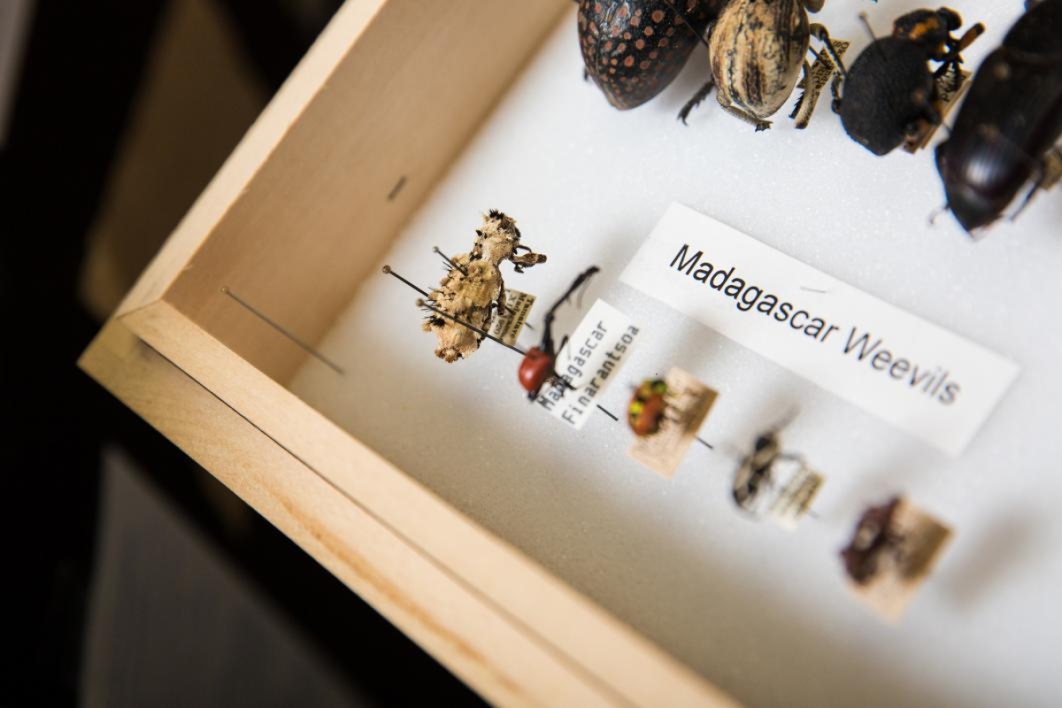 Weevils in a case