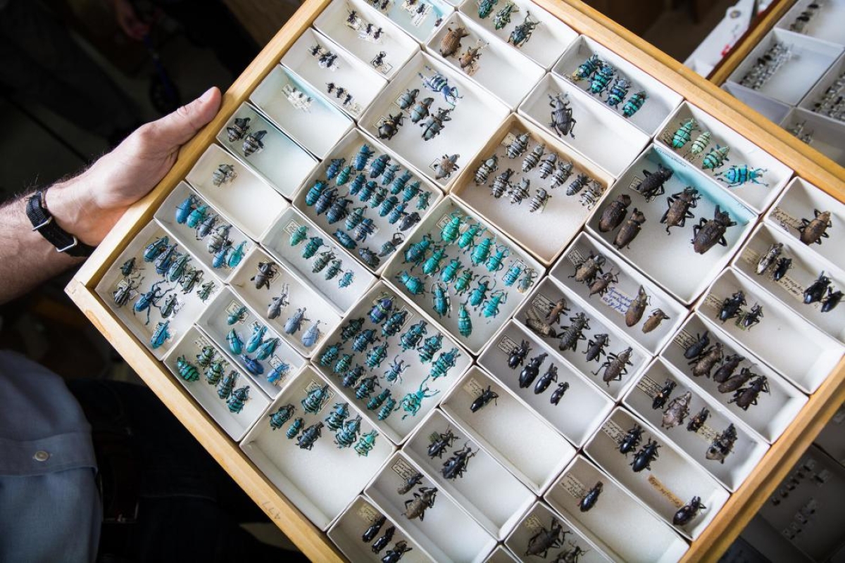 Weevils in a case