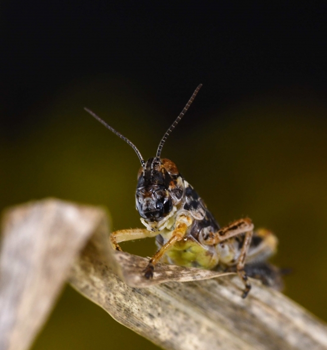 Melanoplus sanguinipes grasshopper
