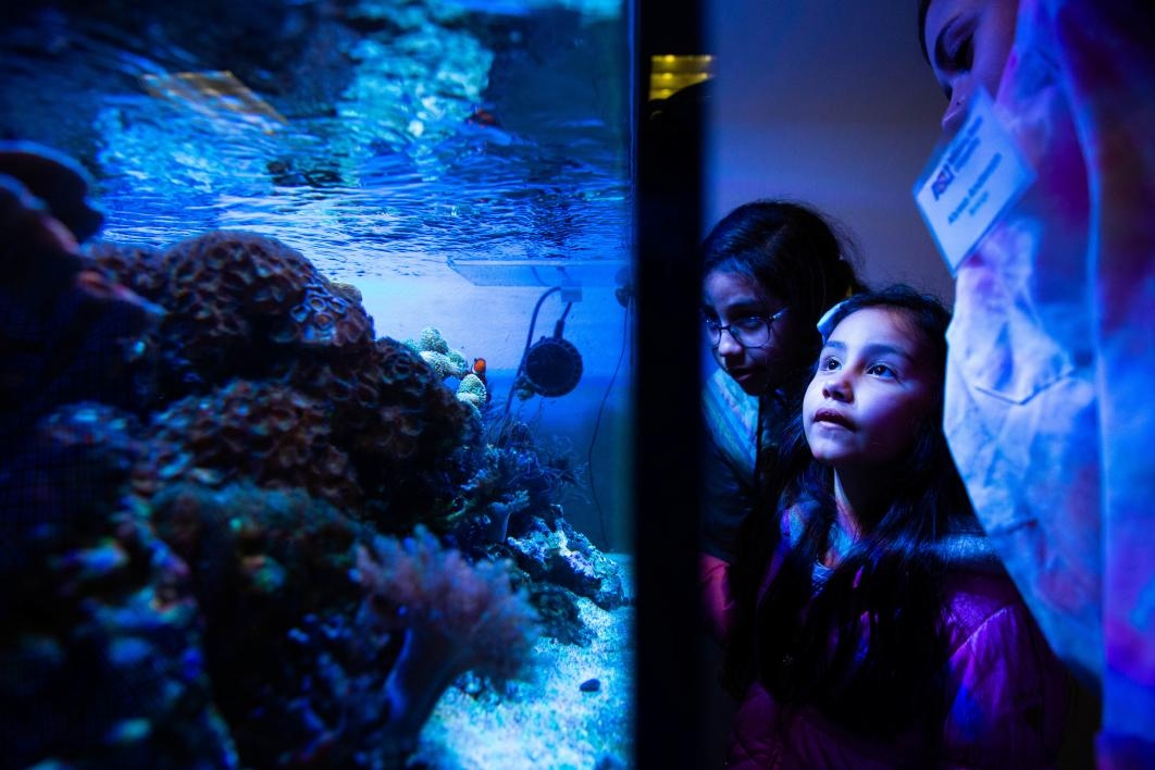 girl looking at a fish tank