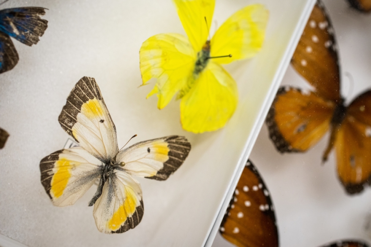 Moth and butterfly samples 