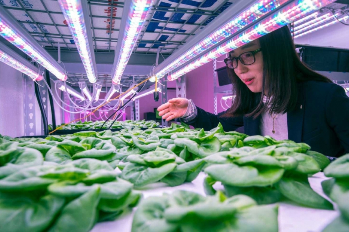 Yujin Park checks lettuce in ASU vertical farm