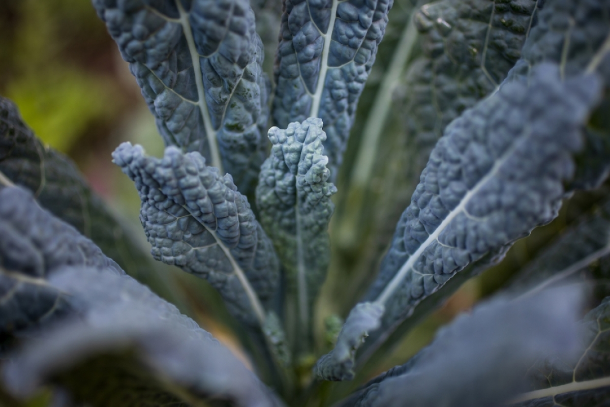 A head of heirloom lacinato kale grows in the student garden ASU