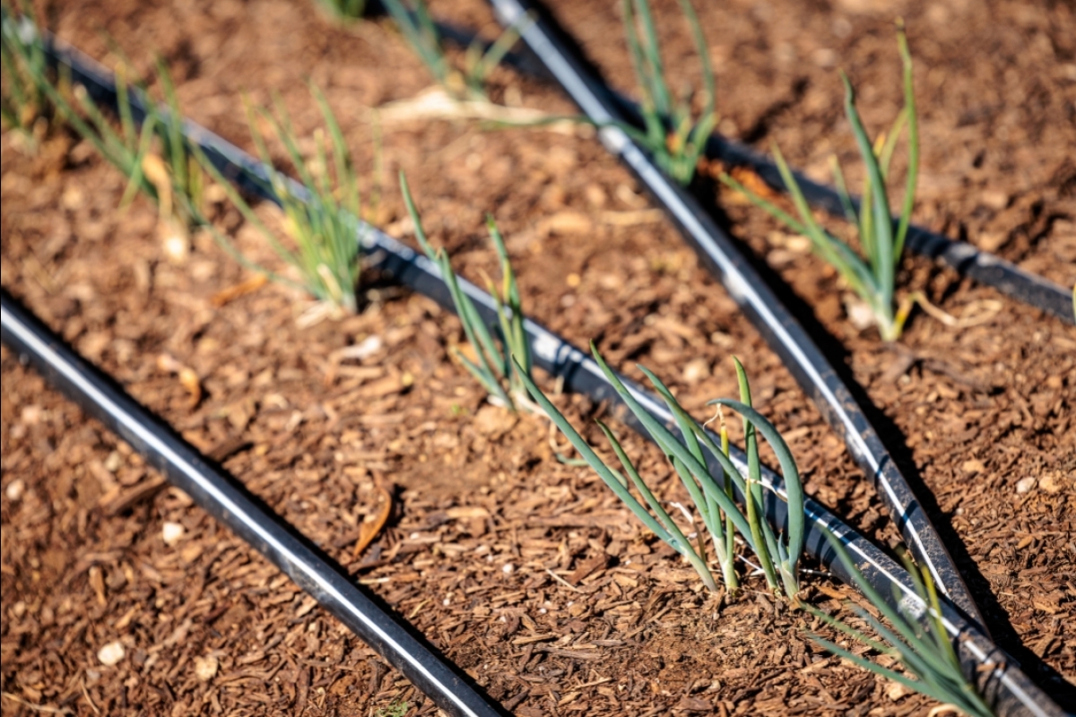 rows of planted onions