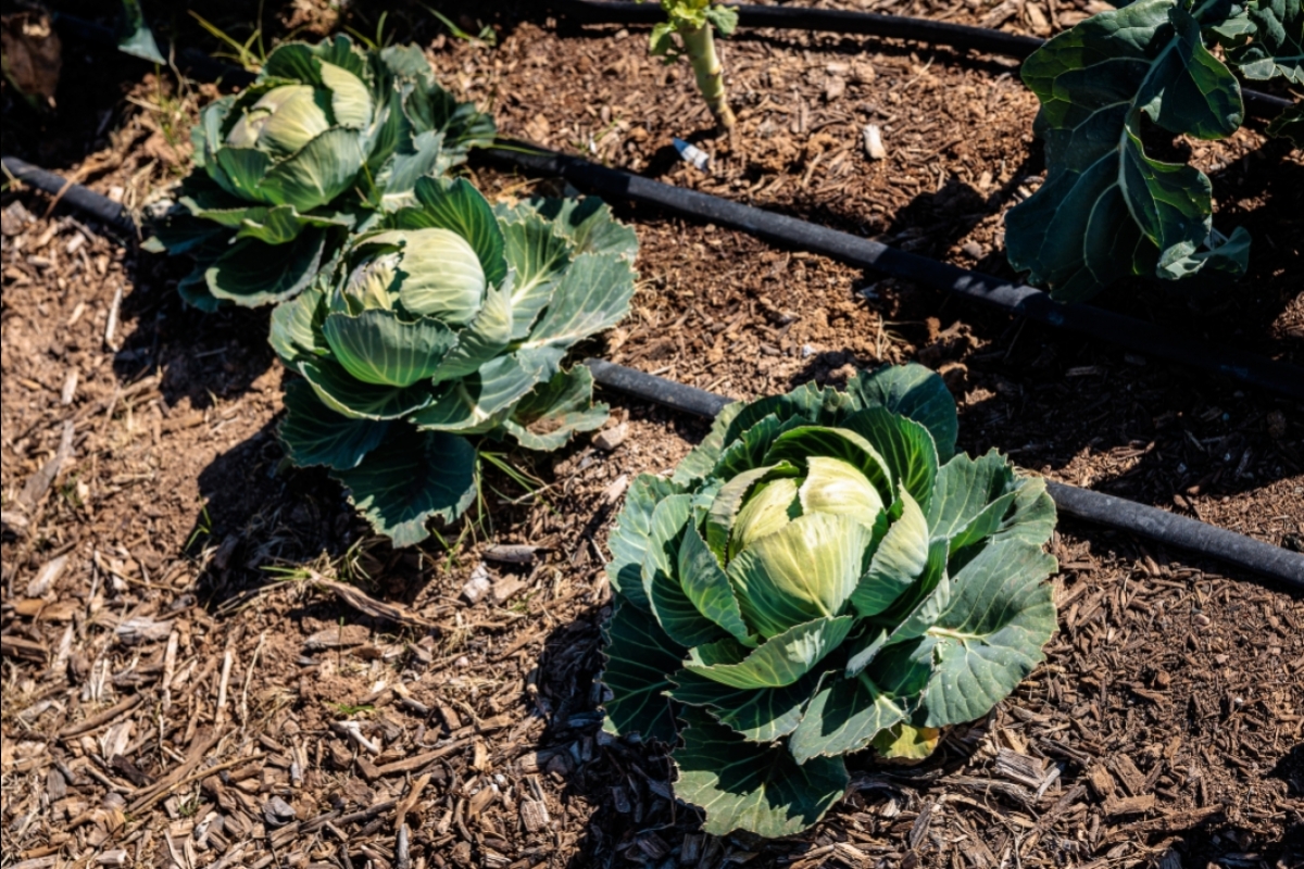 cabbage in soil