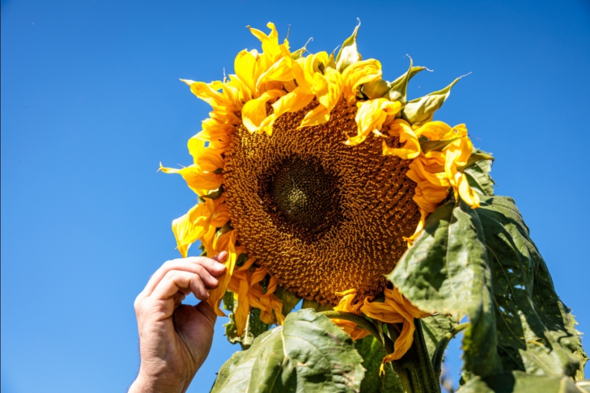 Person plucking petal off a large sunflower