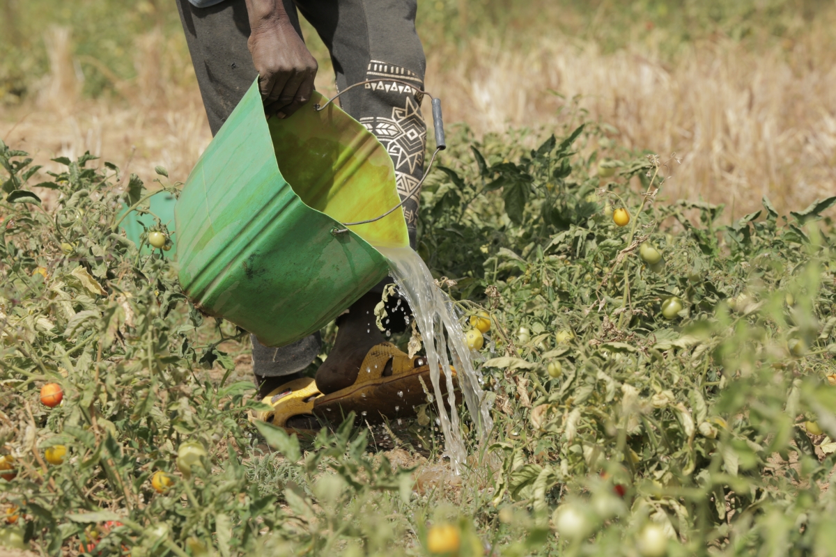 The legs and hand of a farmer are seen in a field where they are pouring water from a plastic container.