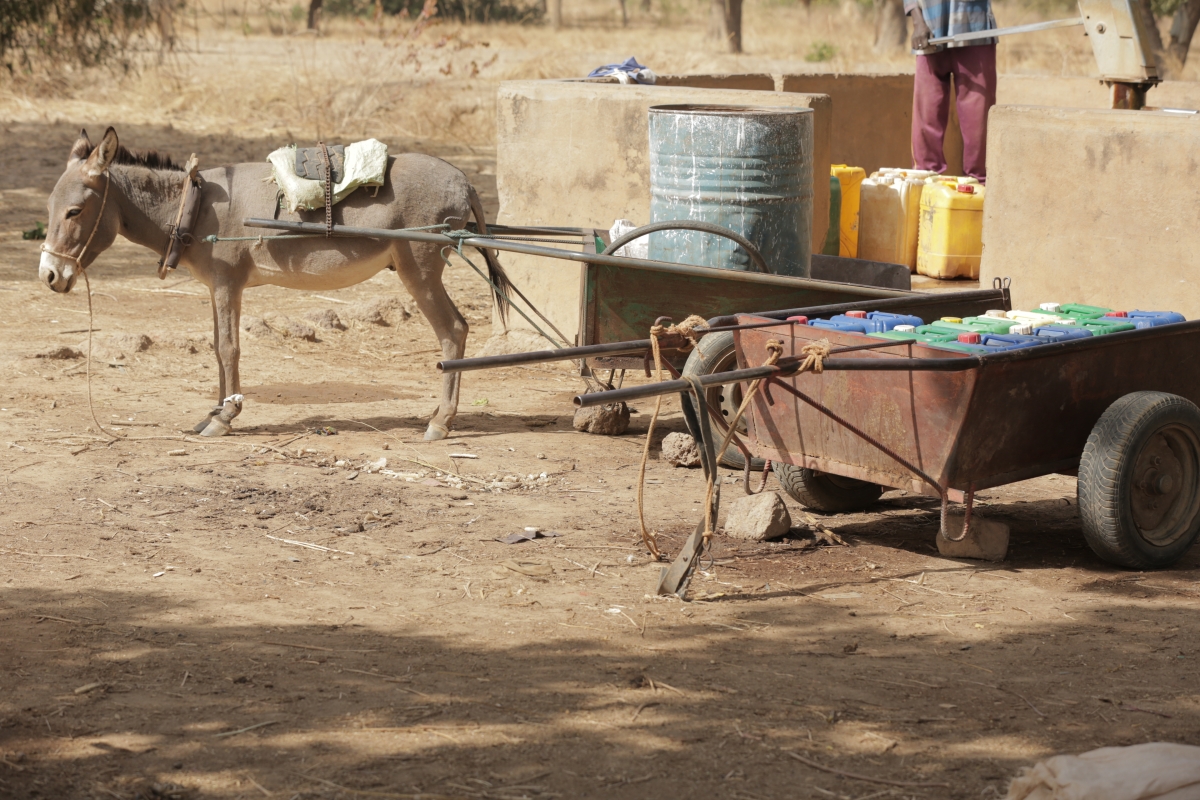 A donkey stands next to recycled oil jerry cans and a metal barrel filled with water.