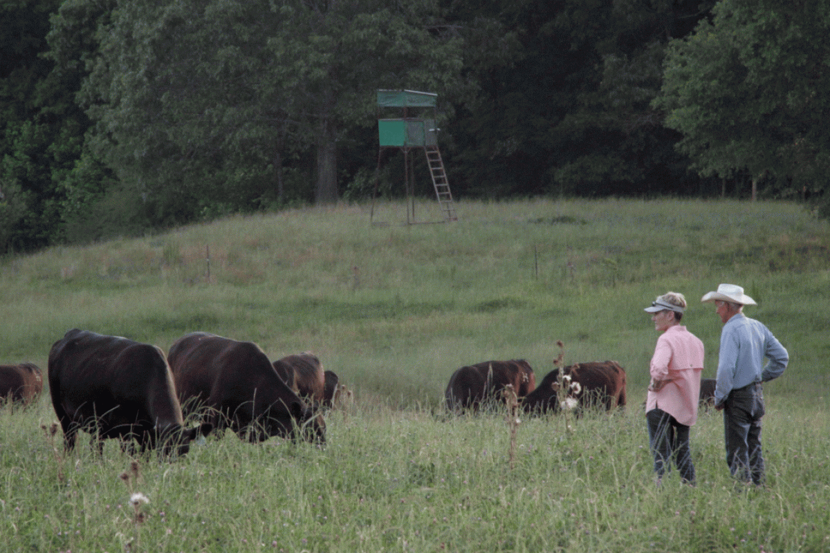 Two people standing in a field with cattle.