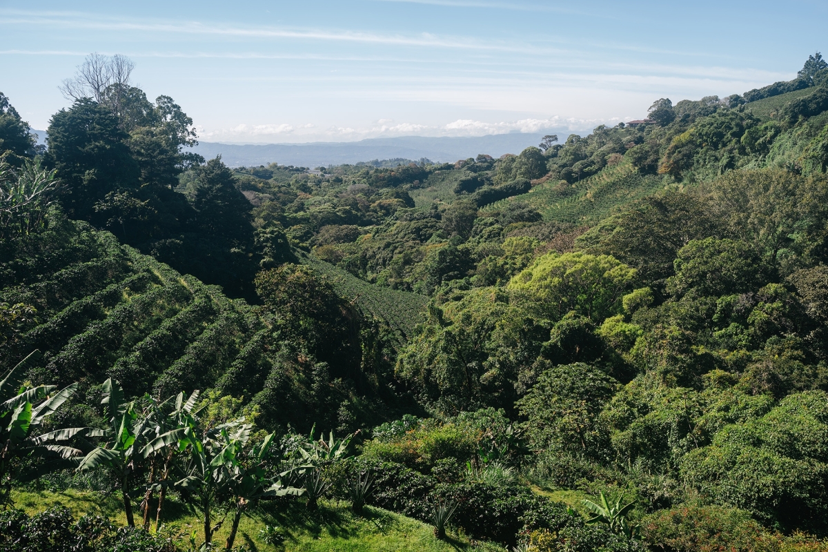 Coffee farm in Costa Rica
