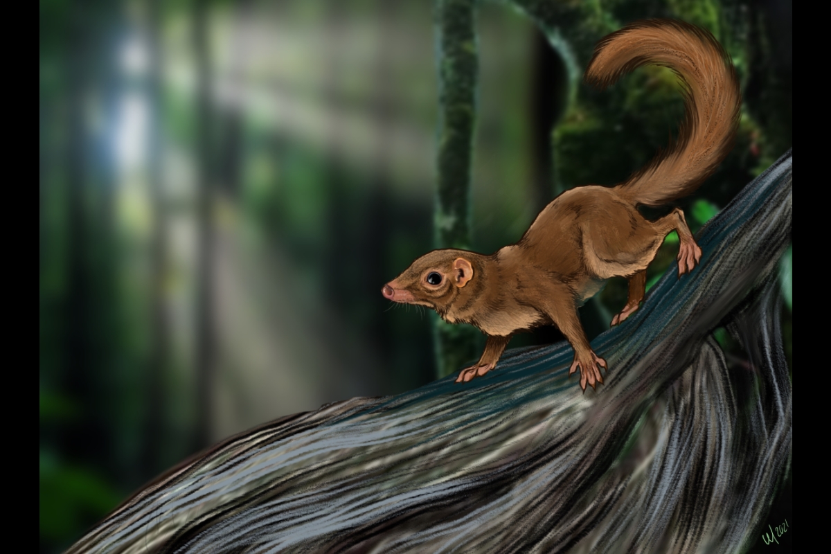 Illustration of a common treeshrew on a branch.