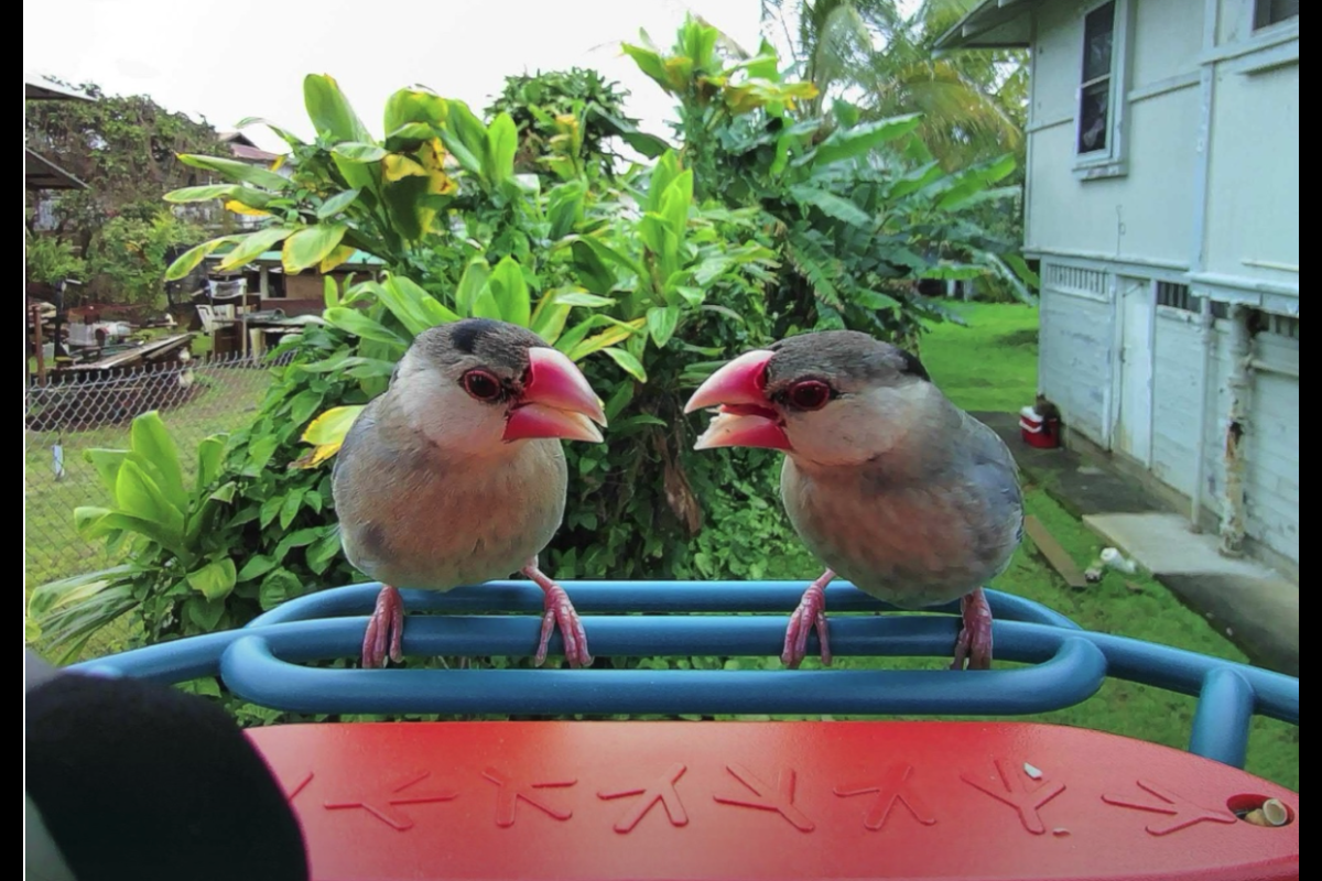 Two Java sparrows shown up close on a bird feeder.