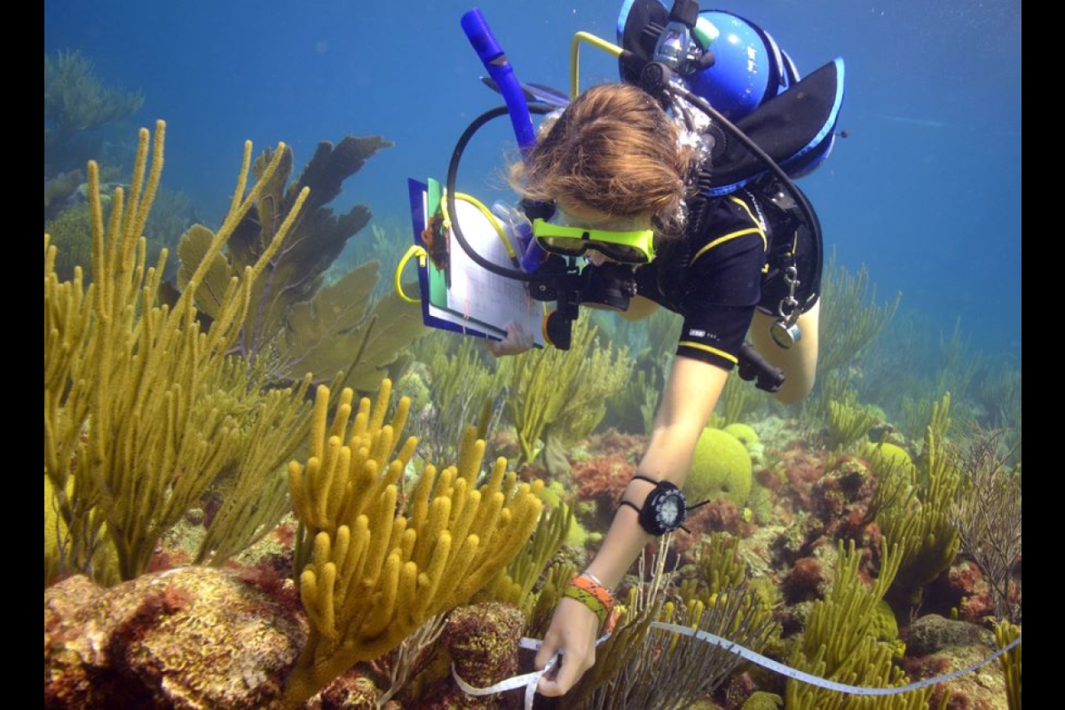 Diver takes measurements underwater