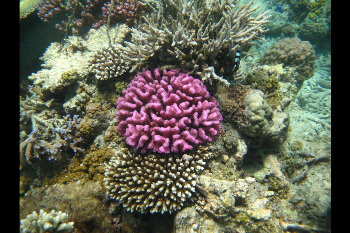 corals surrounded by bleached corals