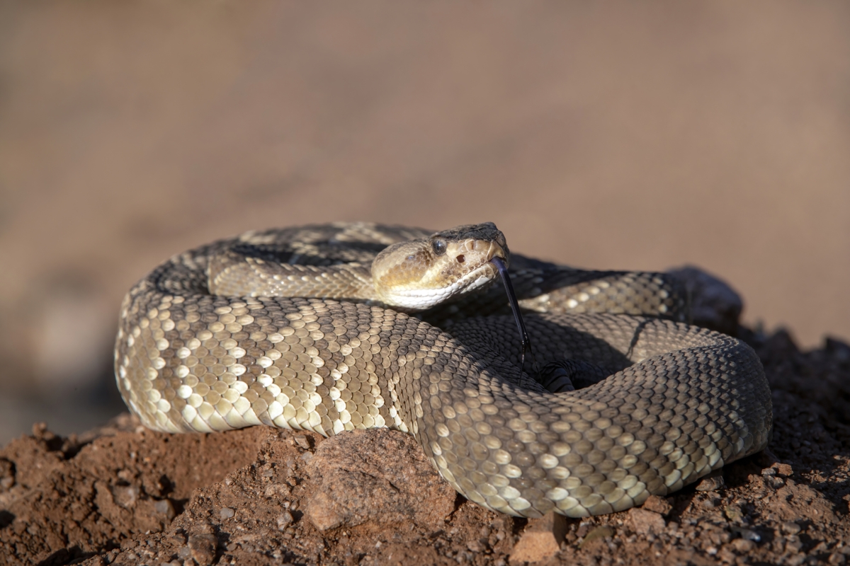 A western diamondback rattlesnake resting in the dirt.