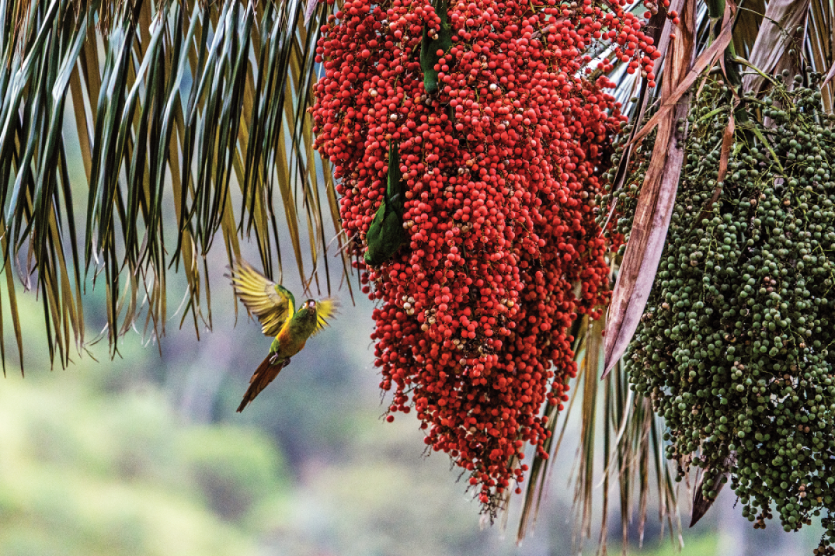 A bird flying next to a wax palm tree in Colombia