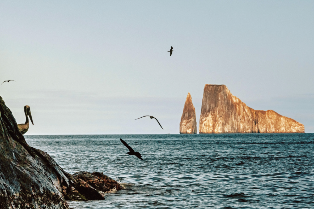 A view of birds and the ocean at the Galapagos Islands