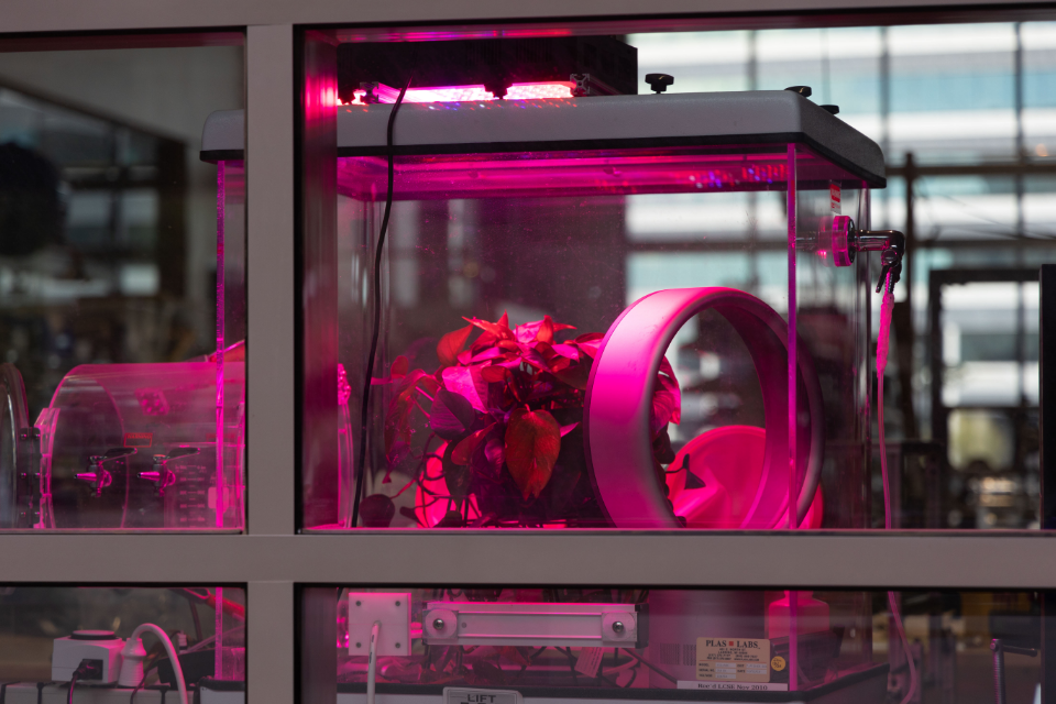 Plants inside an incubator in a lab