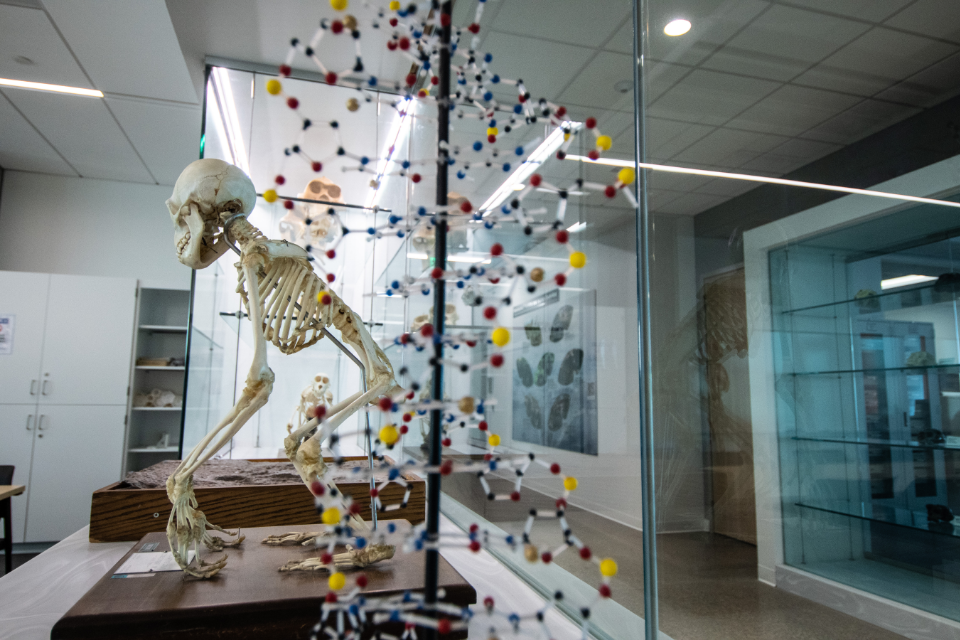 Skeleton and model of molecules inside lab