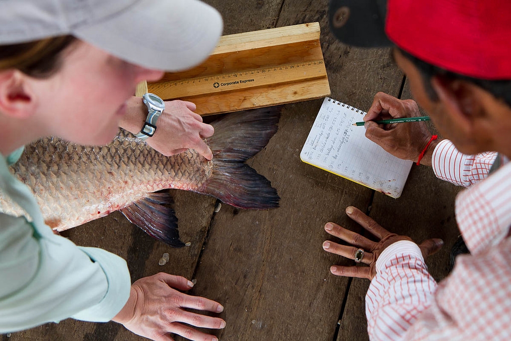 Researchers study fish in Lake Tonle Sap, Cambodia. Jonny Armstrong/Oregon State University.