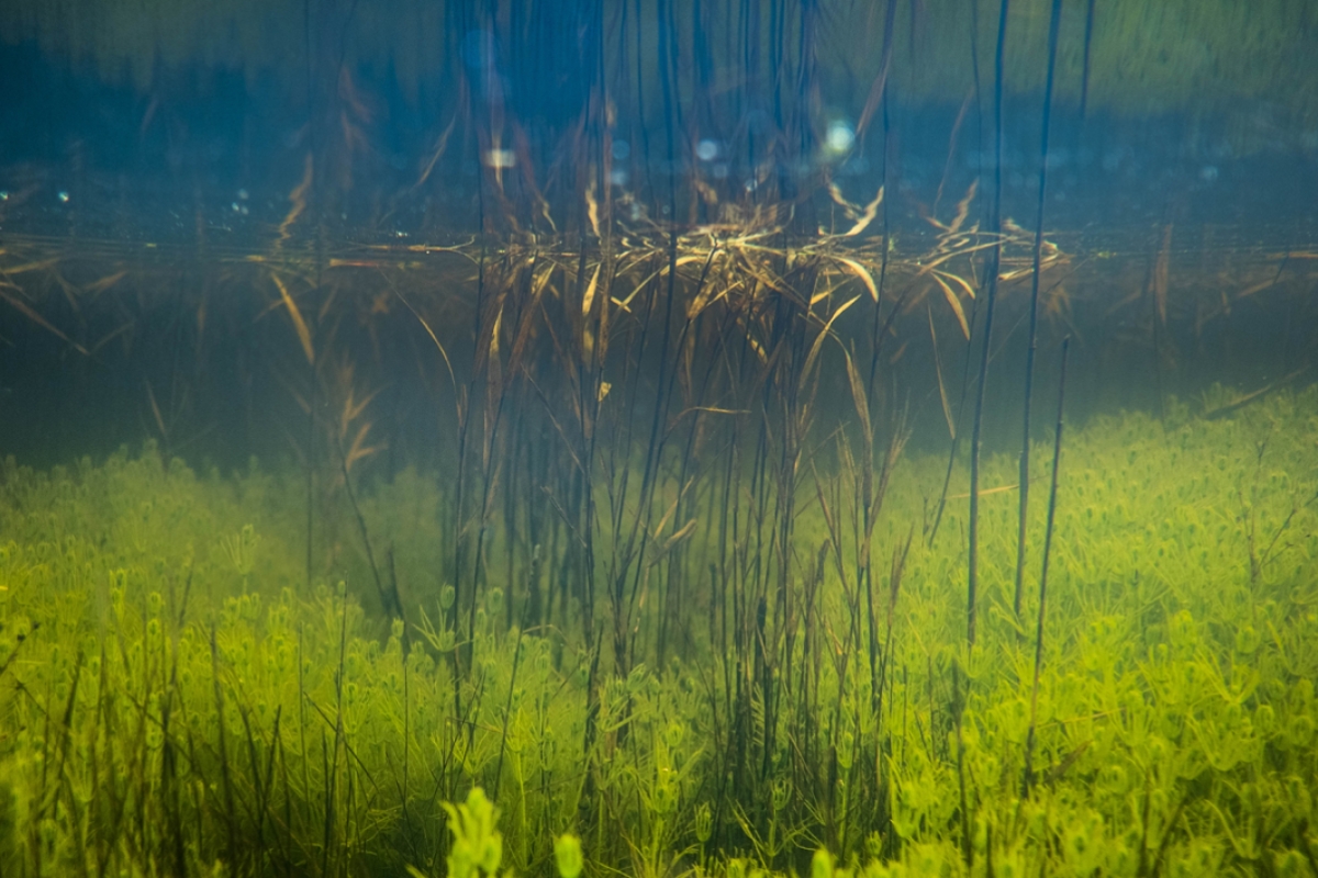 In aquatic environments, plants fight for light and carbon to maintain photosynthetic activity. 