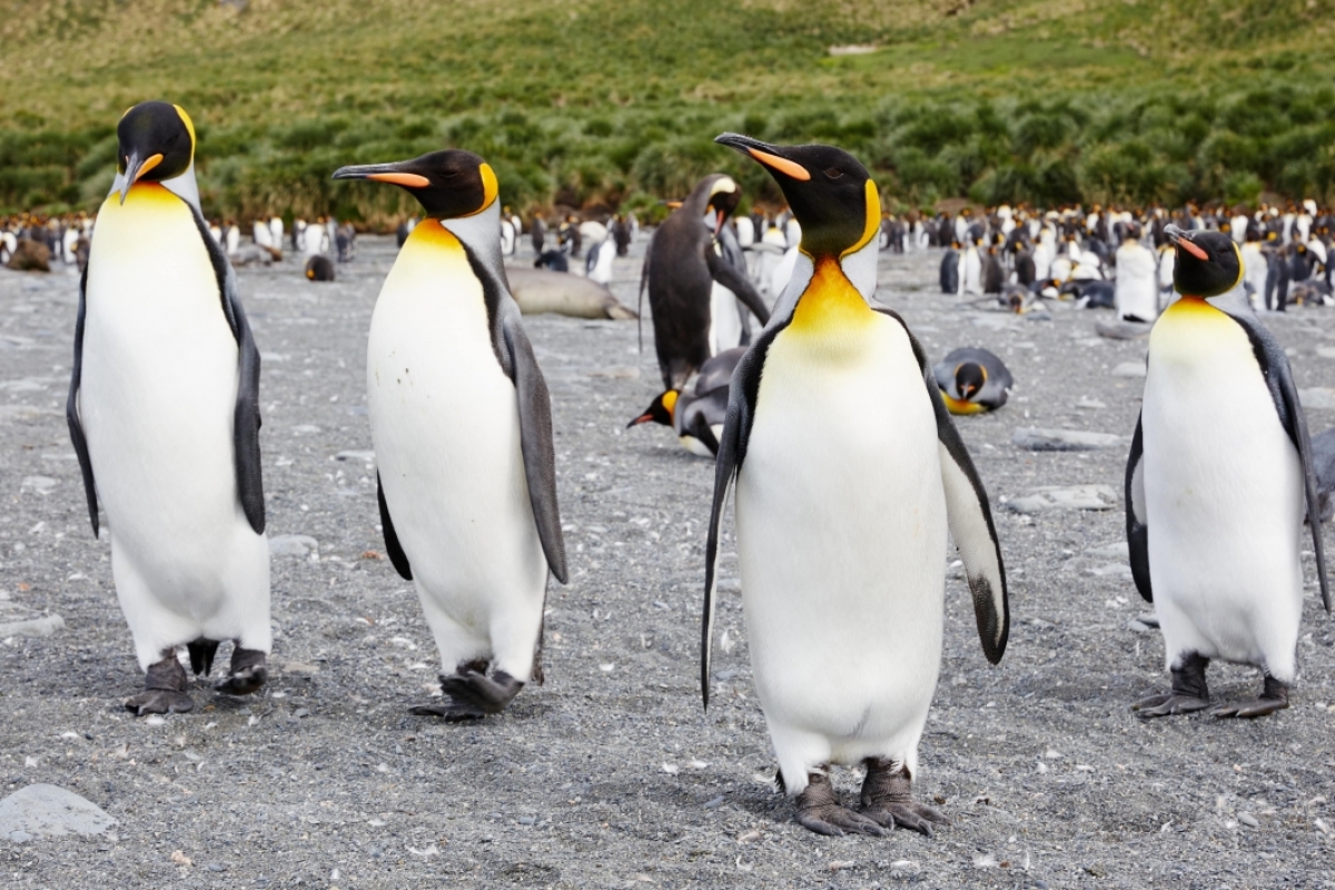 Penguins with yellow markings on their necks and beaks.