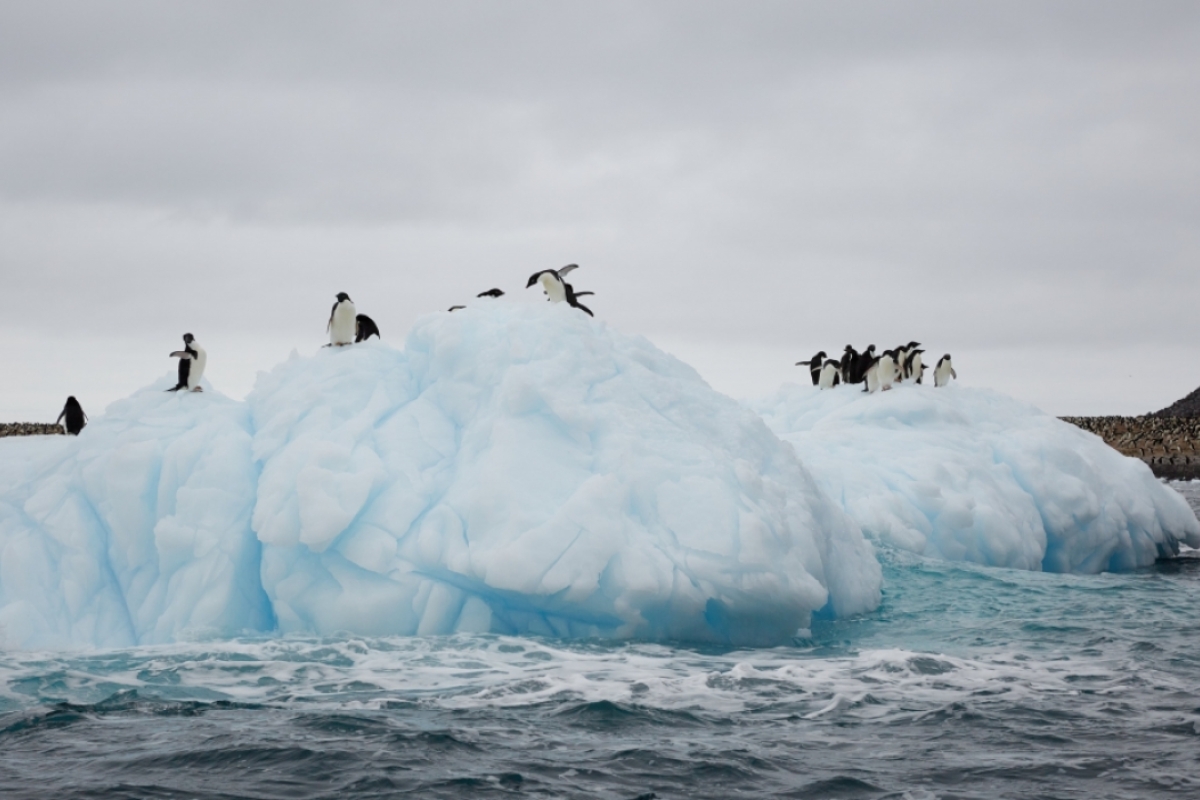 Penguins grouped atop several glaciers.