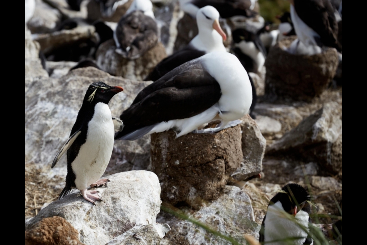 A penguin and an albatross sit next to each other on rocky terrain.