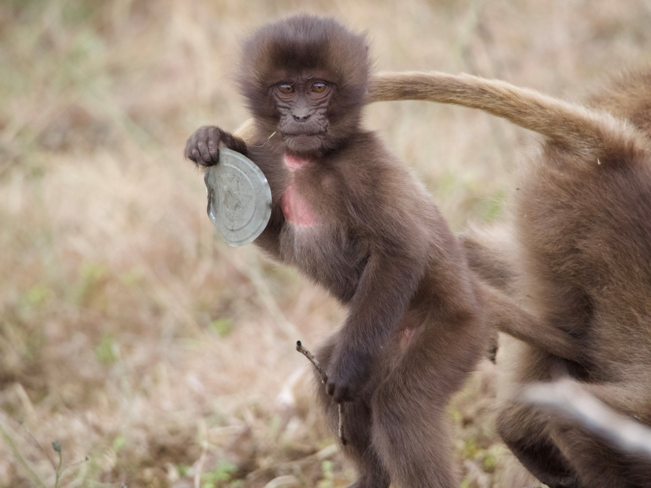 A baby gelada plays with a tin can top in the Simien Mountains.