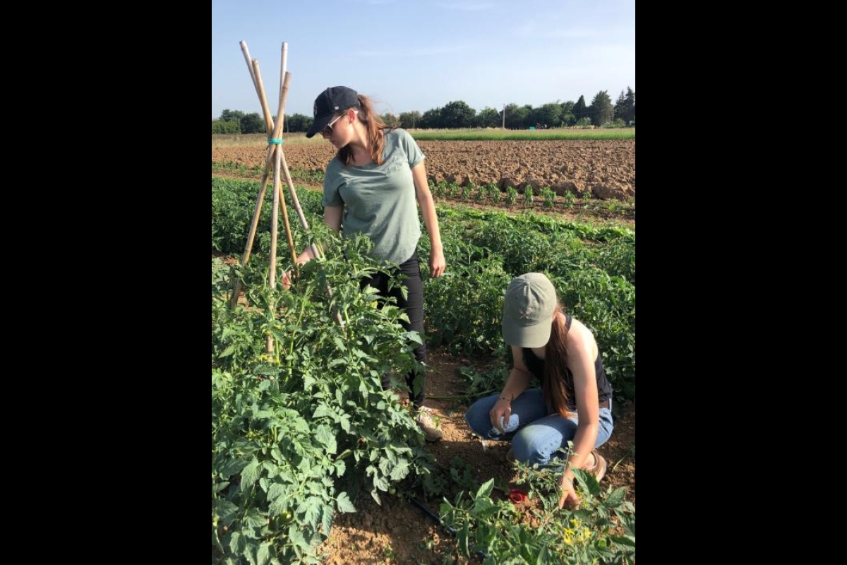 Two ASU students pruning tomato plants in Italy