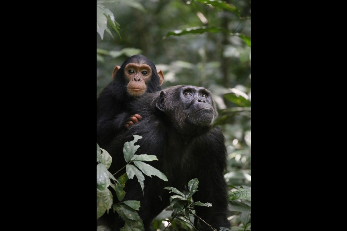 An adult chimpanzee with a baby chimpanzee on her back surrounded by greenery.