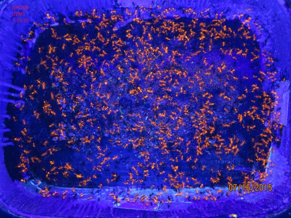 A fluorescent photo of ants