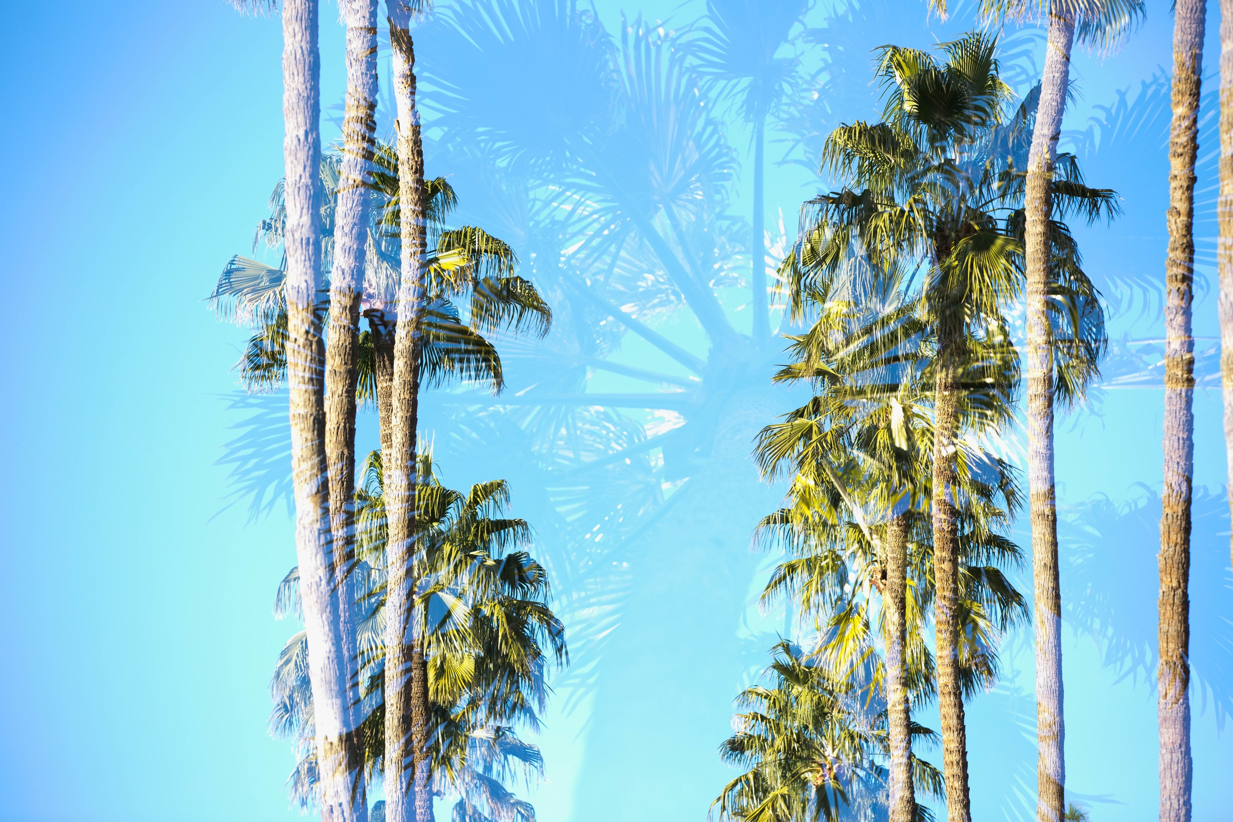 Two rows of palm trees against a bright blue sky.