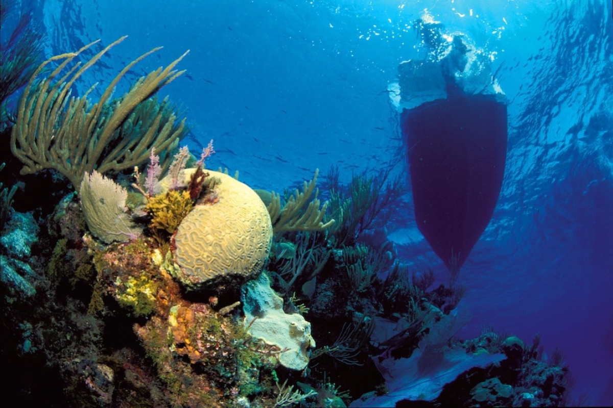 Underwater view of part of a coral reef in an ocean with the shadow of a boat passing by above.