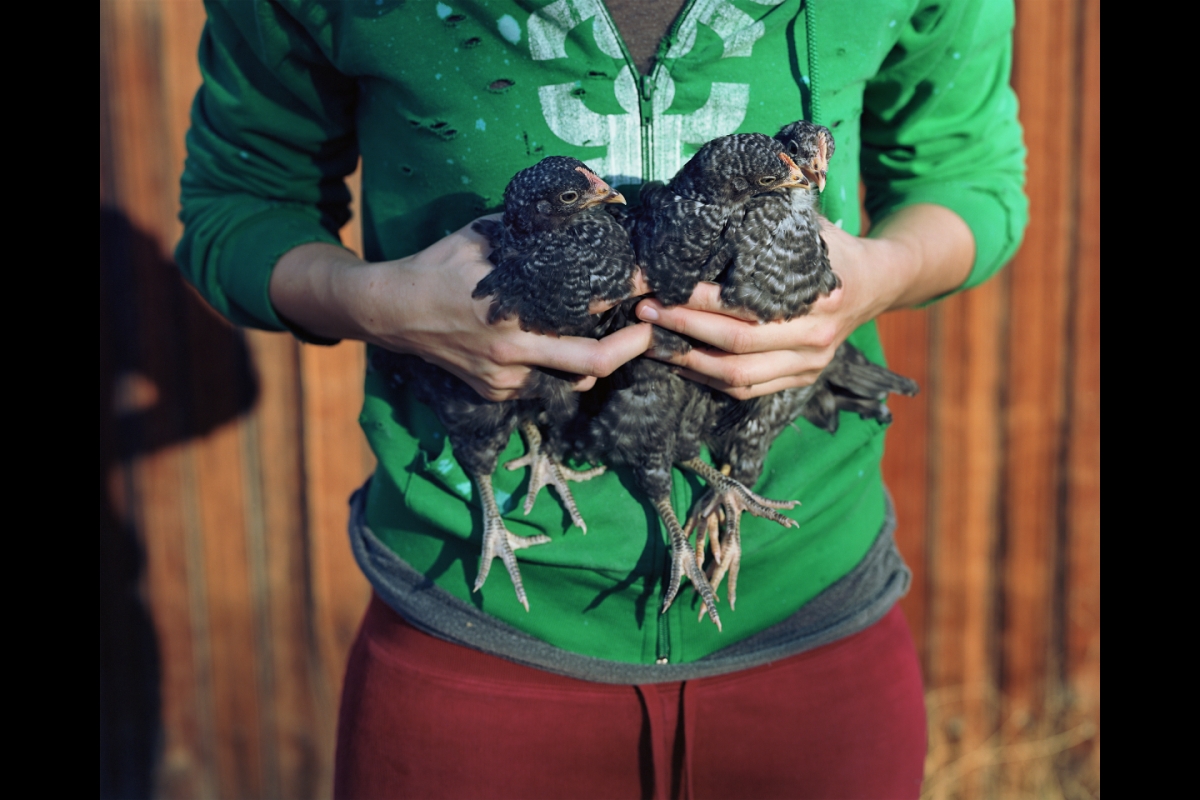 Holding chickens.