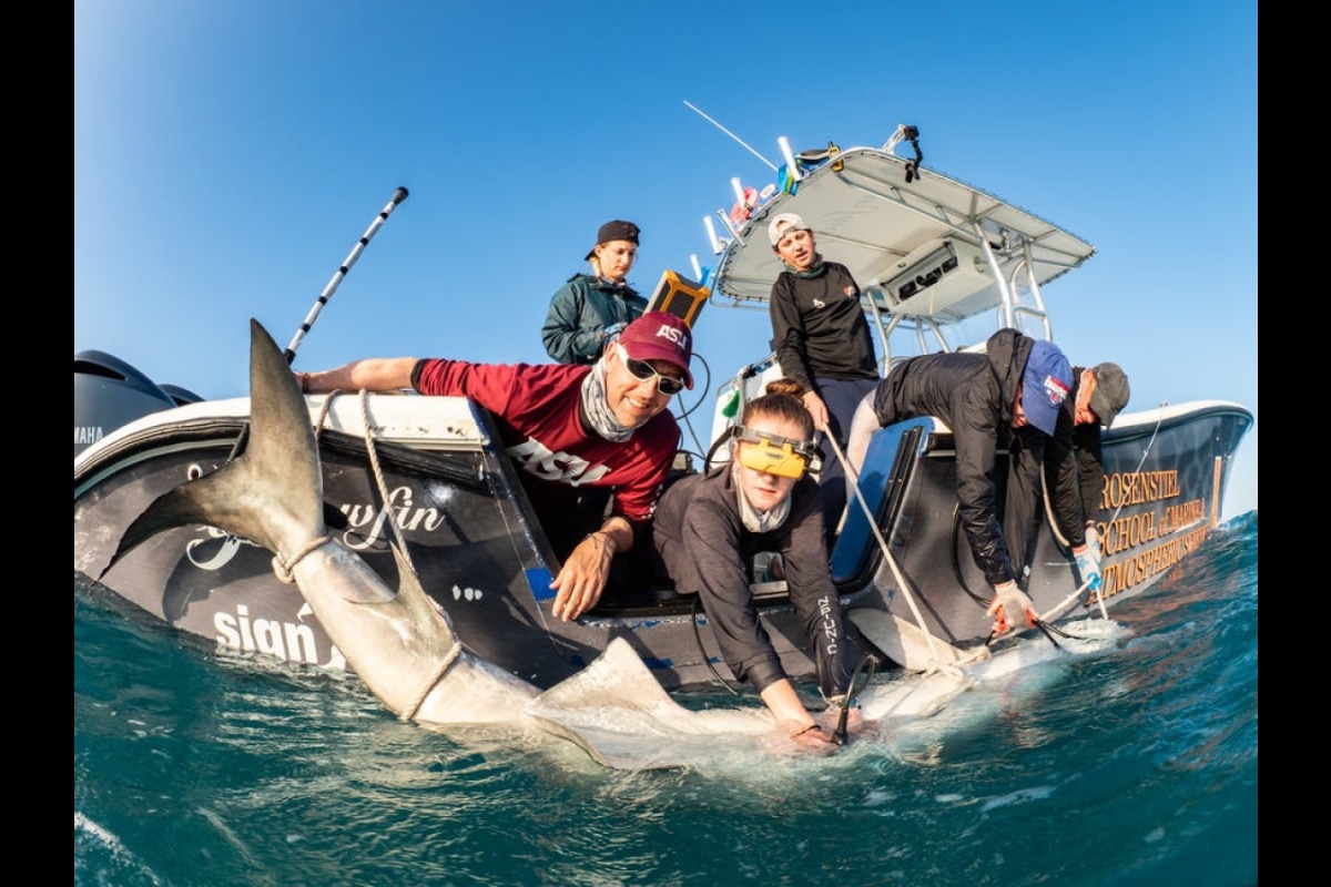 crew of ASU marine researchers on a boat holding a tiger shark