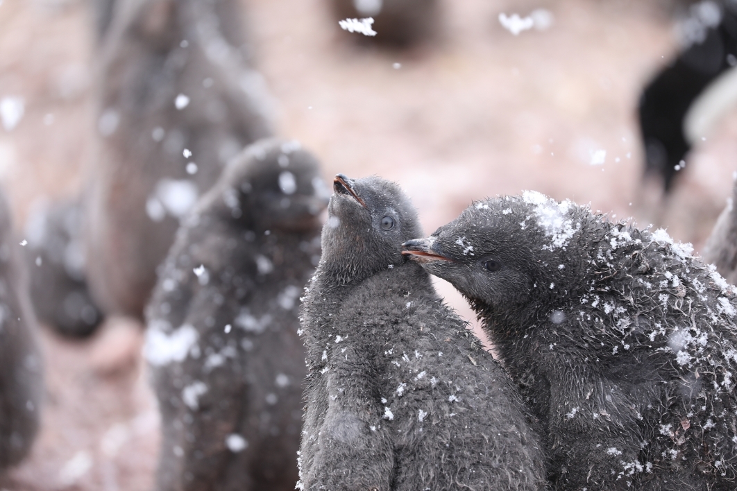 snow on penguin chicks